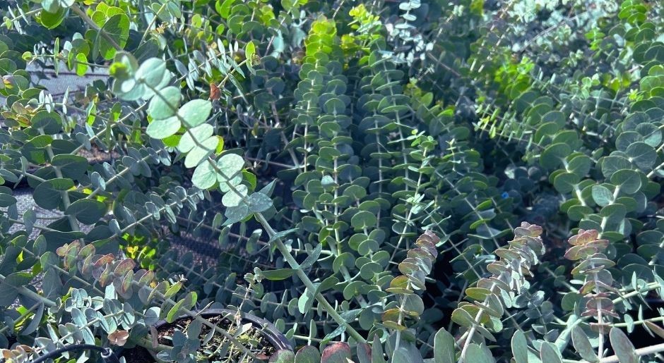 Eukaliptusz – az ausztrál őslakosok titkától a modern fitoterápiáig