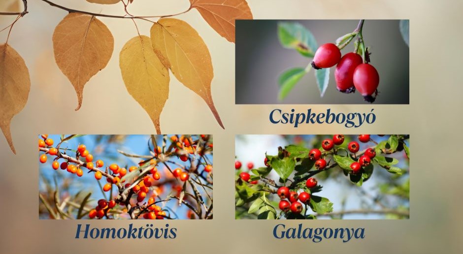 Természetes immunerősítők az őszi kertből – csipkebogyó, homoktövis és galagonya
