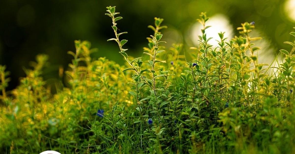 Melyik gyógynövény nem szereti a szomszédját?
